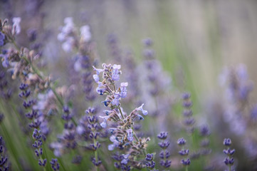 Katzenminze Nepeta cataria und Lavendel  Lavandula angustifolia vor unscharfem Hintergrund