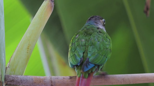 this video of Green Cheek Conure enjoying the warm summer weather in the garden.