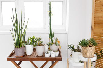 Flower corner, modern eco-friendly shelves with plants in the house apartment decor design plants greenery pots gardener