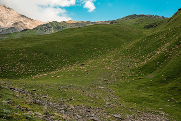 Mountain, ridge, sunset., Beautiful view mountains landscape A trail cattle. Perfect pasture sheep