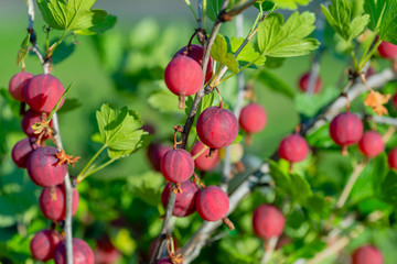 Fresh gooseberry on a branch of a gooseberry bush in the garden.