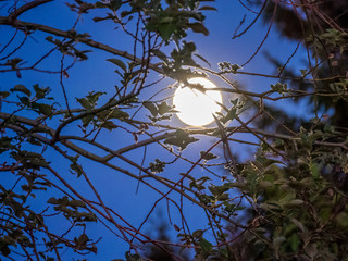 Fast Vollmond © focus finder