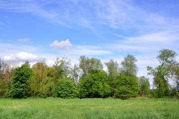 Fototapeta na wymiar Romantic flat landscape in a wetland in Bavaria, Germany, with green lush meadows and trees, against a blue sky in spring