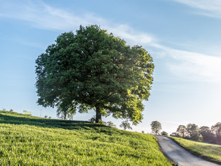 Einzelner Baum im Frühjahr