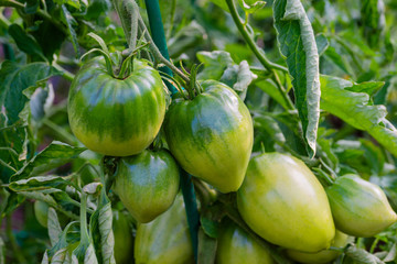 Green Tomatoes in a garden; close up