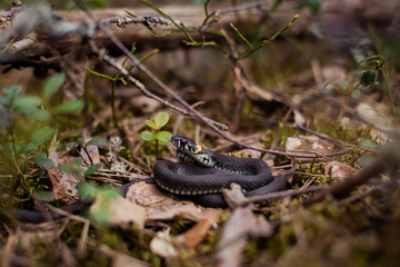Natrix natrix snake in the forest. A harmless reptile. Wild snake