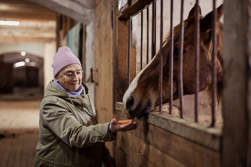 An old woman in a stable feeds a horse. Communication with the hoss of an elderly person. Farm...