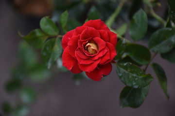 Rose Flowers in Sri Lanka 