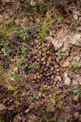 excrement of an elk in the forest. Traces of poop animals