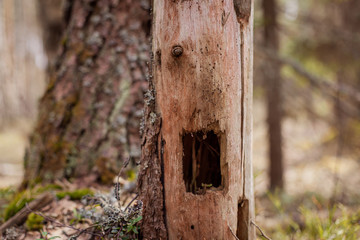 woodpecker footprint hollow. Dendrocopos extracts insects from a dry stump. pests beetles larva