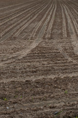 campo arato in primavera alle prime del giorno
