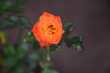 Rose Flowers in Sri Lanka 