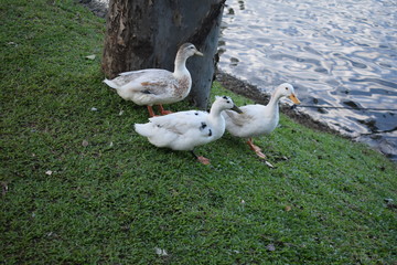 white duck and ducklings