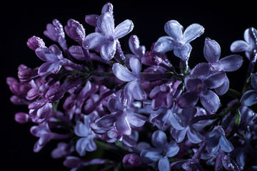 Purple lilac flowers with water drops close-up bokeh