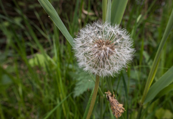 white dandelion in green background