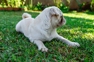 White Pug breed dog lying resting on the grass