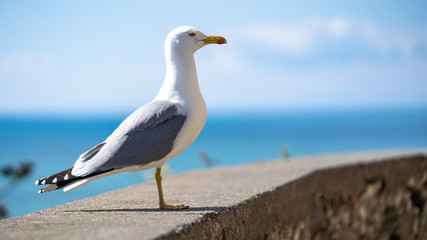 seagull on the sea, copy space