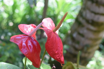 Anthurium flower