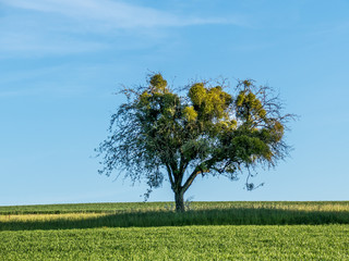 Fototapeta na wymiar Misteln auf Baum im Frühjahr