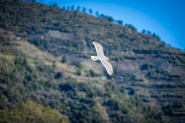 seagull on the sea with open wings