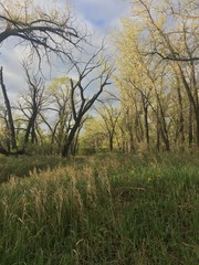 Lethbridge
coulee
nature