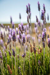 Lavender in bloom with blue skies in the background of the garden..