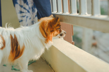 chihuahua in front of a window