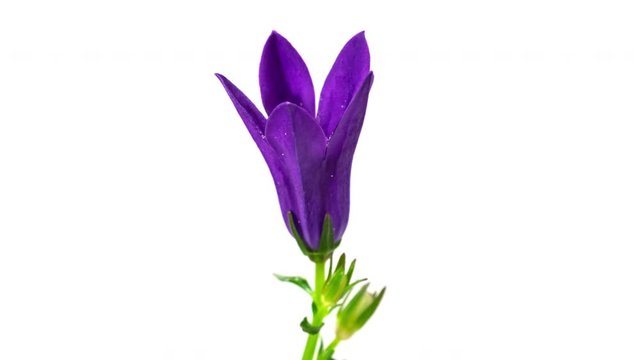 Macro time lapse of bellflower (Campanula) flower opening on pure white background