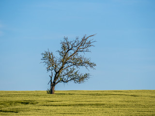 Obraz premium Einzelner Baum im Frühjahr