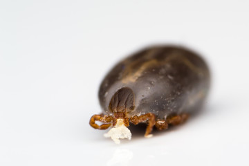 macro photo of tick on white background isolated