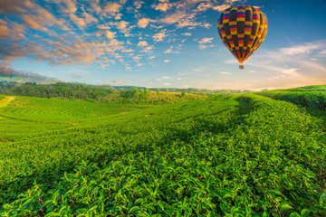Colourful hot-air balloons flying over tea plantation landscape at sunset,Asia, Tea Crop, Plantation, Farm, Travel