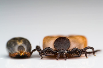 macro photo of tick on white background isolated