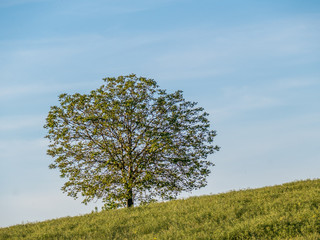Einzelner Baum im Frühjahr