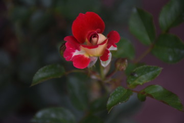 Rose Flowers in Sri Lanka 