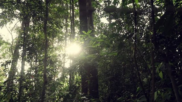 The rays of the sun go through the rainforest trees in Thailand. light hits on leaves and flare with sunset lighting. soft focuse and slow motion.