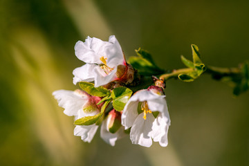 Almond tree bud macro photo