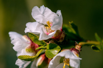 Almond tree bud macro photo