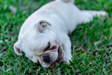 White Pug breed dog lying resting on the grass