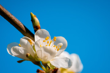 Plum tree bud macro photo