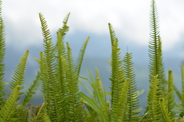 close up of fern leaf