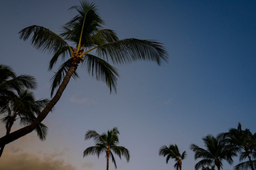 Fototapeta na wymiar Palmen in toller Landschaft in Hawaii