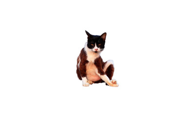 Mixed color cats, black fur, brown fur, white fur on isolate background with clipping path.