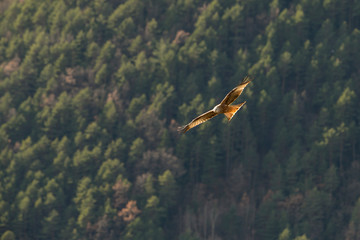Red kite flying over the forest.