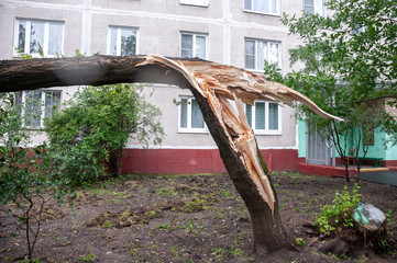 One tree broken by a hurricane near a multi-storey building in the city. The consequences of a...