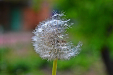 Dandelion seeds blown away by the wind, beautiful dandelion.