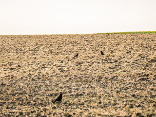 Krähen sitzen auf Baum