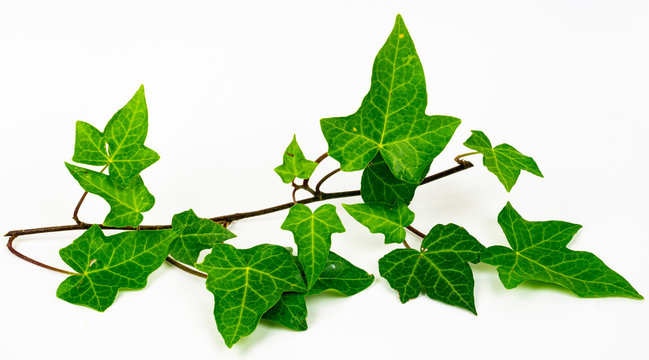English ivy plant isolated on white background
