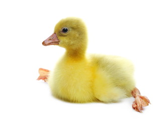 Gosling isolated on white background