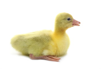Gosling isolated on white background