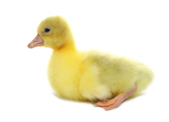 Gosling isolated on white background